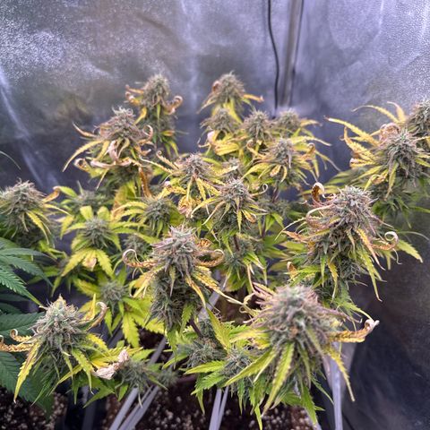 Auto AK47 growlog timeline photo