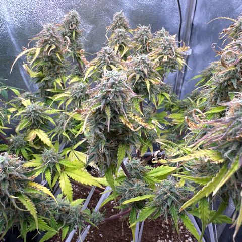 Auto AK47 growlog timeline photo