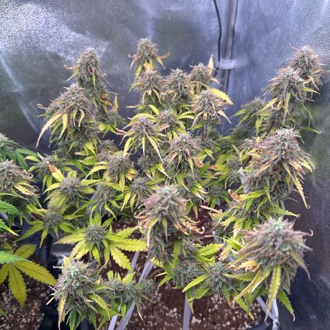 Auto AK47 growlog timeline photo