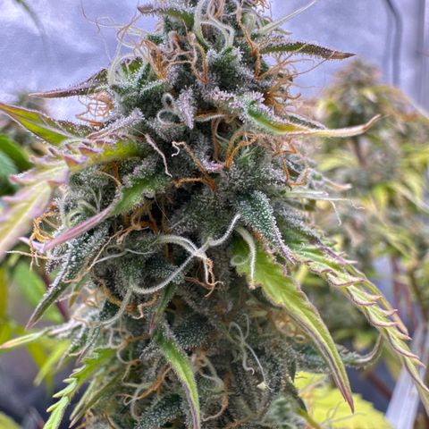 Auto AK47 growlog timeline photo