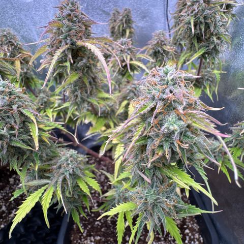 Auto AK47 growlog timeline photo