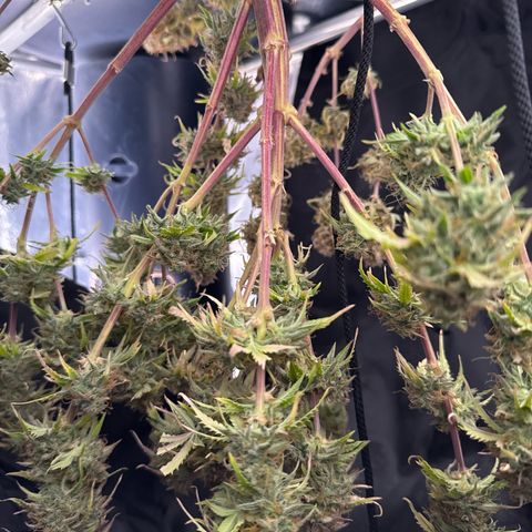 Auto AK47 growlog timeline photo