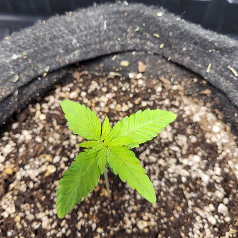 Blue Dream #2 growlog timeline photo