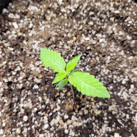 Green Crack #1 growlog timeline photo