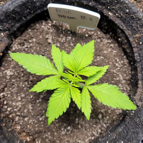 Blue Dream #2 growlog timeline photo