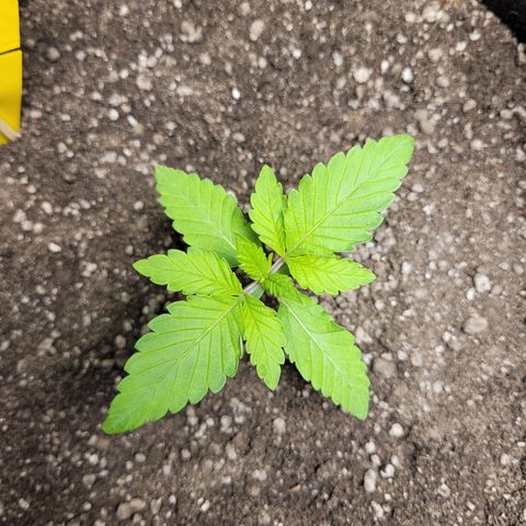 Green Crack #1 growlog timeline photo