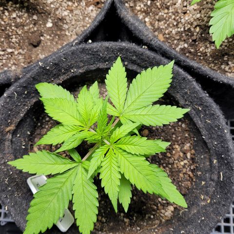 Blue Dream #2 growlog timeline photo