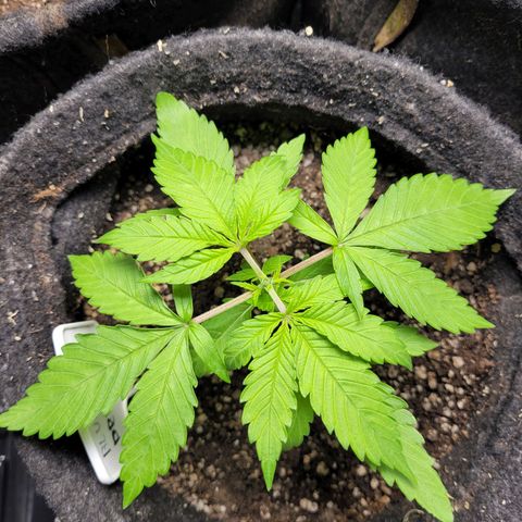 Blue Dream #2 growlog timeline photo