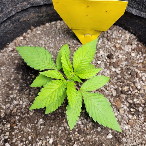 Green Crack #1 growlog timeline photo