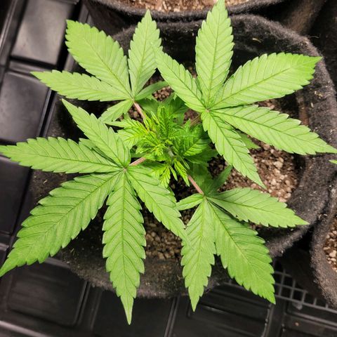 Blue Dream #2 growlog timeline photo