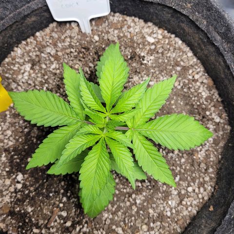Green Crack #1 growlog timeline photo
