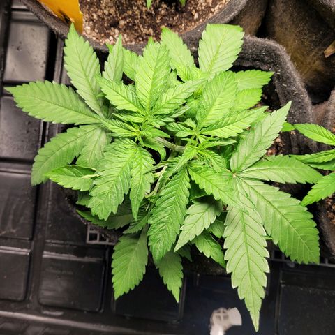 Blue Dream #2 growlog timeline photo