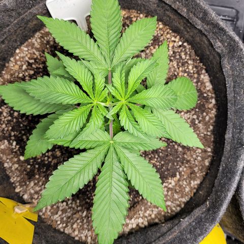 Green Crack #1 growlog timeline photo