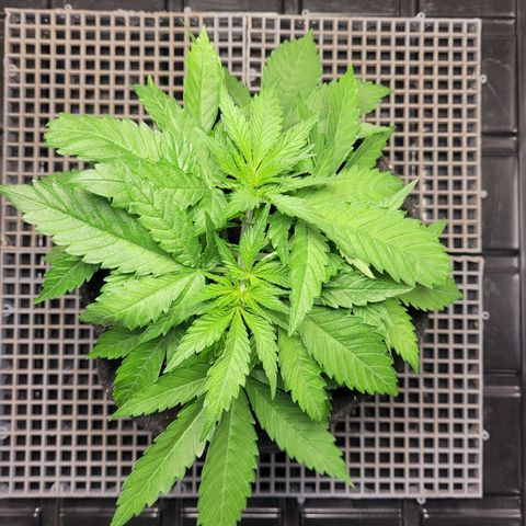 Blue Dream #2 growlog timeline photo