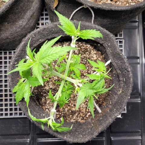 Blue Dream #2 growlog timeline photo
