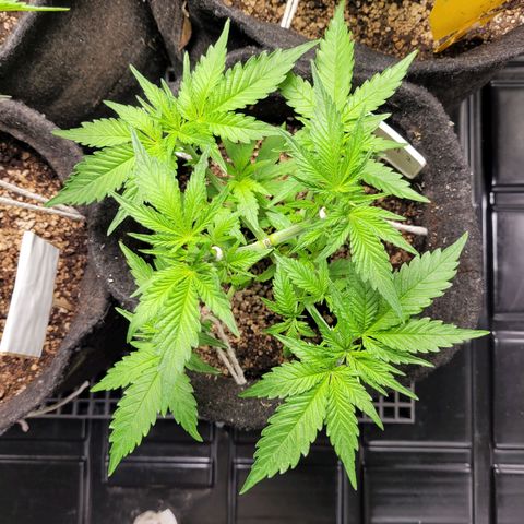 Blue Dream #2 growlog timeline photo