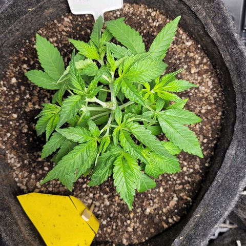 Green Crack #1 growlog timeline photo