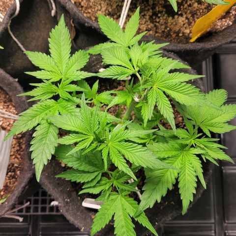 Blue Dream #2 growlog timeline photo