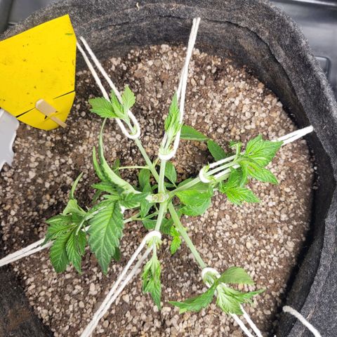 Green Crack #1 growlog timeline photo