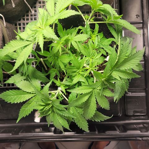Blue Dream #2 growlog timeline photo
