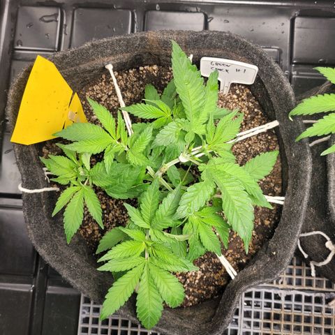 Green Crack #1 growlog timeline photo