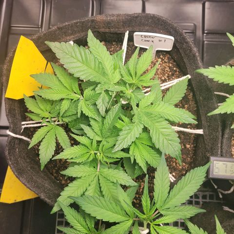 Green Crack #1 growlog timeline photo