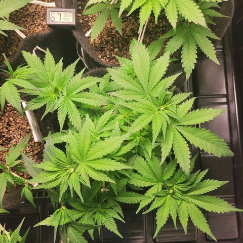 Blue Dream #2 growlog timeline photo