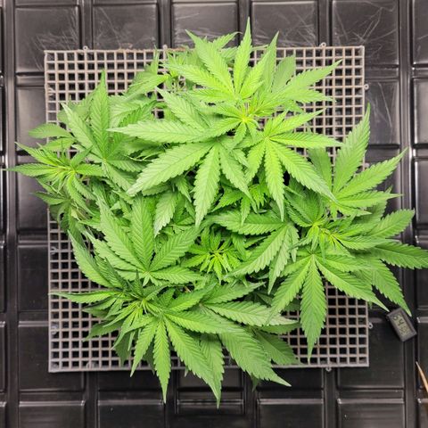 Blue Dream #2 growlog timeline photo