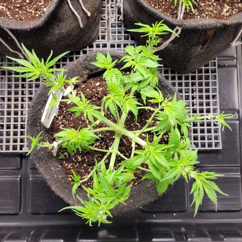 Blue Dream #2 growlog timeline photo
