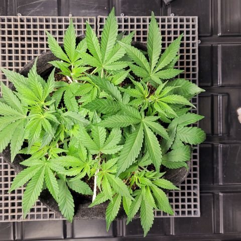 Green Crack #1 growlog timeline photo