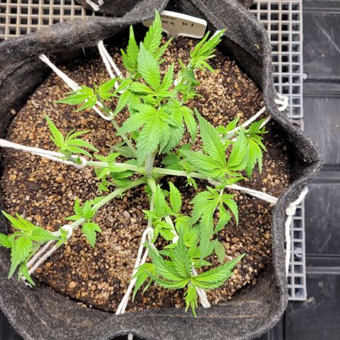 Green Crack #1 growlog timeline photo
