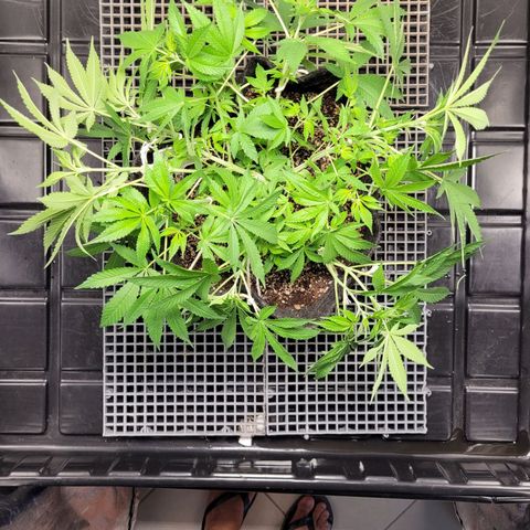 Green Crack #1 growlog timeline photo