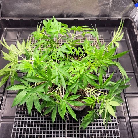 Green Crack #1 growlog timeline photo
