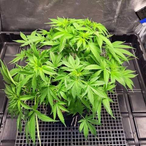 Blue Dream #2 growlog timeline photo