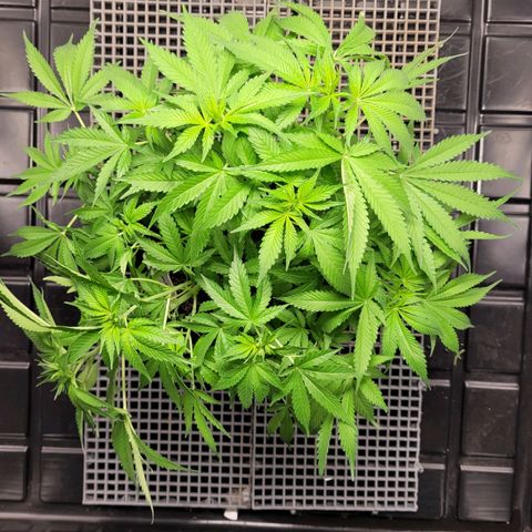 Blue Dream #2 growlog timeline photo