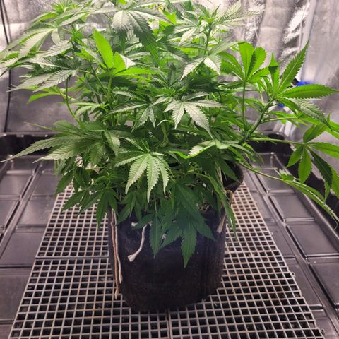 Blue Dream #2 growlog timeline photo