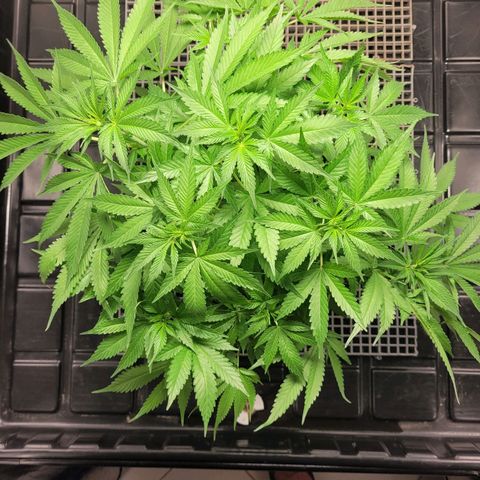 Blue Dream #2 growlog timeline photo