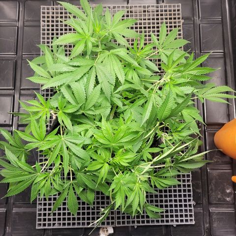 Green Crack #1 growlog timeline photo