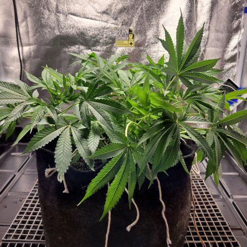 Green Crack #1 growlog timeline photo