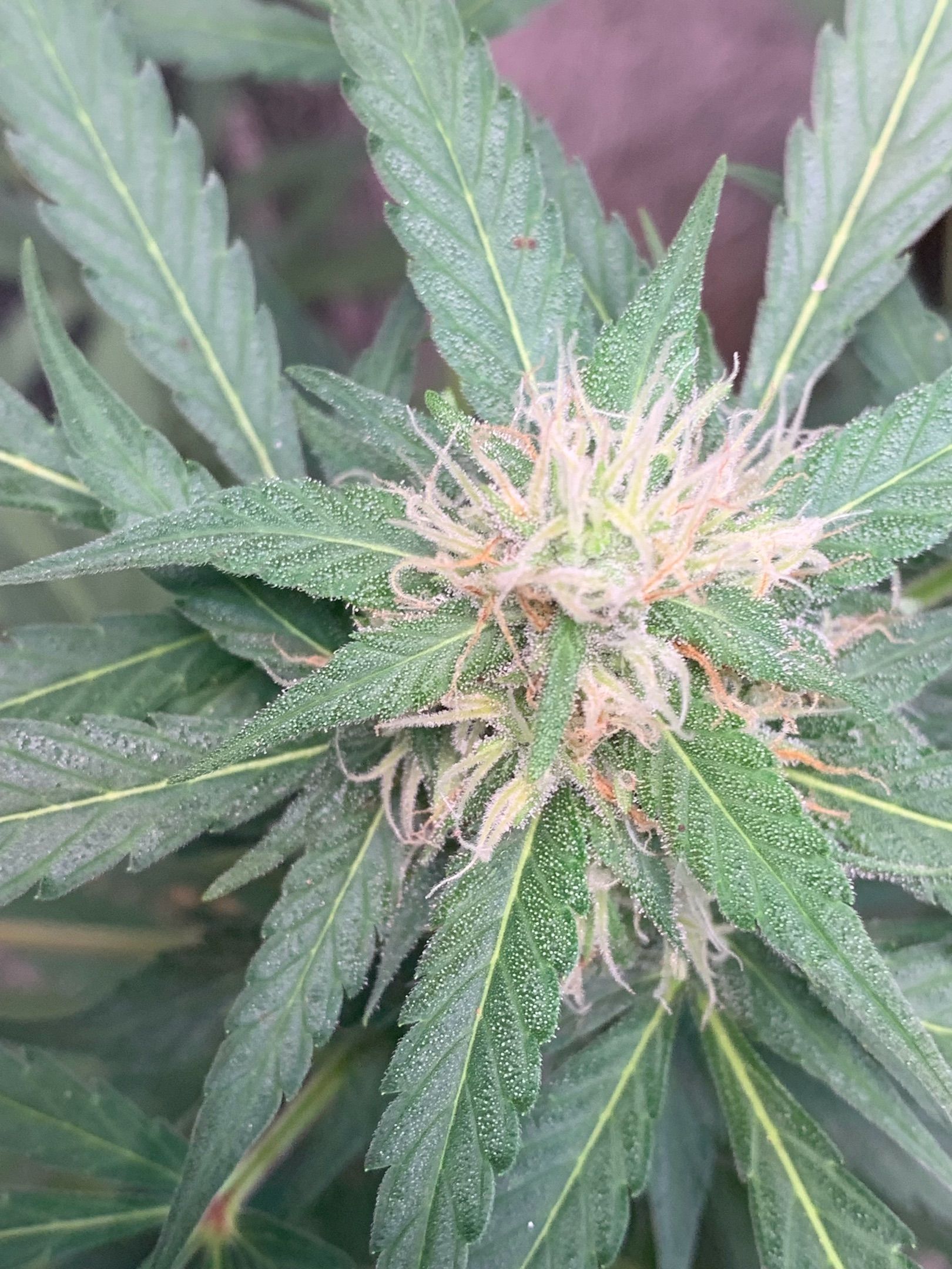 Blue Dream Auto growlog header