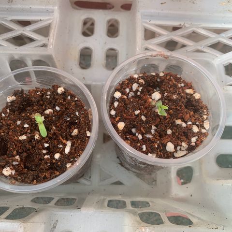 Blue Dream Auto growlog photo