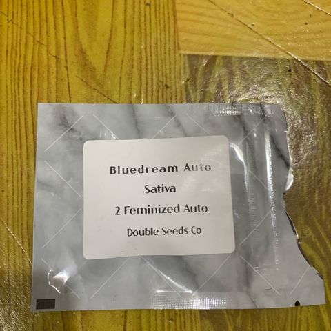 Blue Dream Auto growlog photo