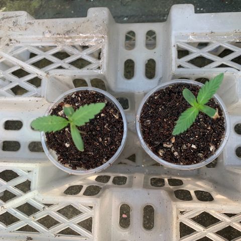 Blue Dream Auto growlog photo