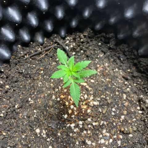 Blue Dream Auto growlog photo