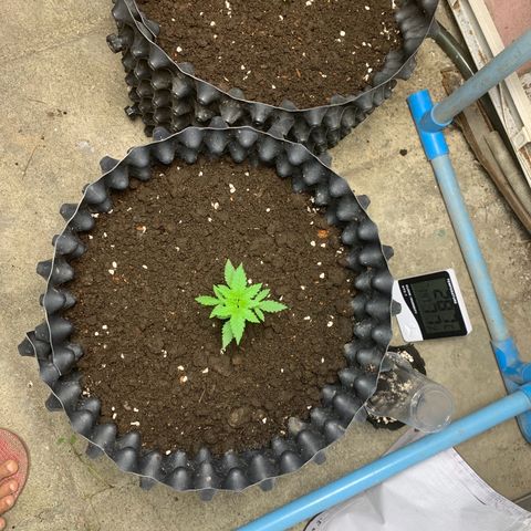 Blue Dream Auto growlog photo: Bokashi compost