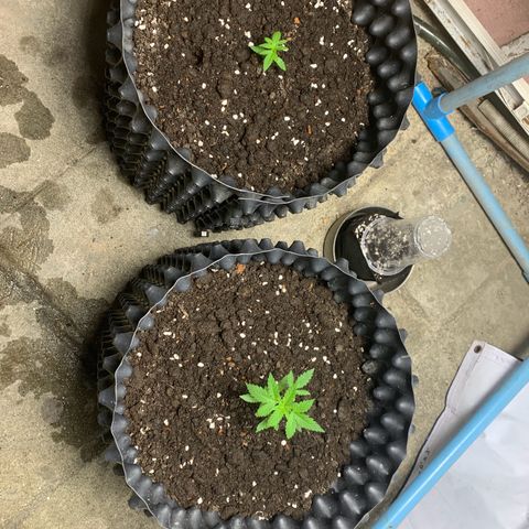 Blue Dream Auto growlog timeline photo
