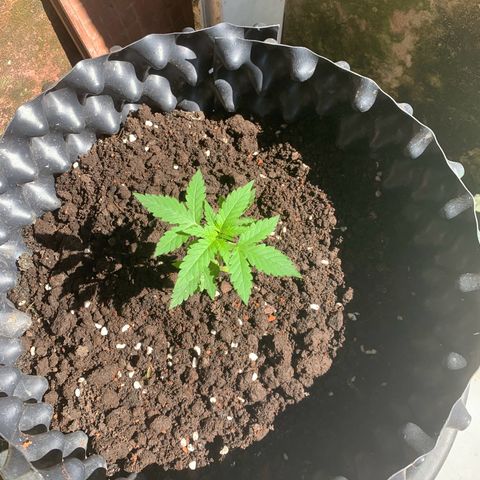 Blue Dream Auto growlog timeline photo