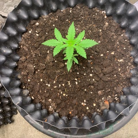 Blue Dream Auto growlog timeline photo