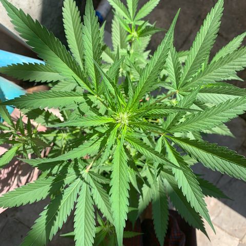 Blue Dream Auto growlog photo: Flowering
