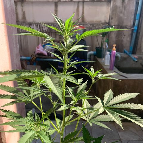 Blue Dream Auto growlog photo: Flowering
